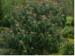 Viburnum rhytidophyllum - Immergr�ner Runzelbl�ttriger Schneeball