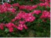 Crataegus laevigata Paul`s Scarlet - Echter Rotdorn