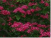 Crataegus laevigata Paul`s Scarlet