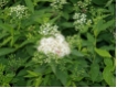Spiraea japonica Albiflora - Wei�e Sommerspiere