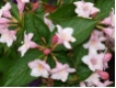 Weigela florida - Rosabl�hende  Weigelie