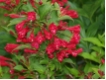 Weigela Red Prince - Weigelie  Red Pince