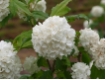 Viburnum opulus Roseum