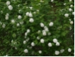 Viburnum opulus Roseum