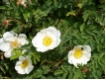 Rosa pimpinellifolia - Bibernellrose