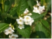 Weigela 'Snowflake' - Wei�e Weigelie