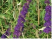 Buddleja davidii  'Black Knight' - Sommerflieder dunkelviolett