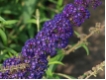 Buddleja davidii  'Black Knight'