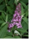 Buddleja davidii  'Facination' - Sommerflieder rosa
