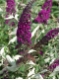 Buddleja davidii  'Cardinal' - Sommerflieder purpurrot