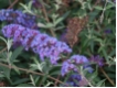 Buddleja davidii 'Nanho Blue' - Sommerflieder blau