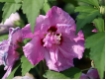 Hibiscus syriacus 'Ardens' - Garten-Eibisch