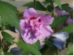 Hibiscus syriacus 'Ardens'
