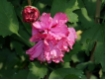Hibiscus syriacus 'Duc de Brabant' - Garten-Eibisch