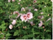 Hibiscus syriacus 'Hamabo'