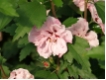 Hibiscus syriacus 'Lady Stanley' - Garten-Eibisch