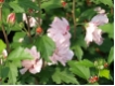 Hibiscus syriacus 'Lady Stanley'