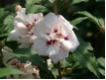 Hibiscus syriacus 'Speciosus' - Garten-Eibisch
