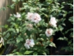 Hibiscus syriacus 'Speciosus'