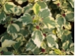 Hibiscus syriacus 'Purpureus Variegatus'