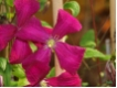 Clematis viticella Madame Julia Correvon - Waldrebe weinrot