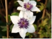 Clematis florida Bicolor - Waldrebe wei�