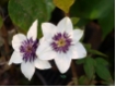Clematis florida Bicolor