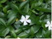 Vinca minor Alba - Wei�es Immergr�n