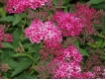 Spiraea japonica Dart`s Red - Rote Sommerspiere Dart`s Red