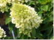 Hydrangea paniculata 'Grandiflora' - Wei�e Rispenhortensie