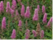 Spiraea billardii `Triumphans` - Kolbenspiere