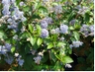 Ceanothus  delilianus`Gloire de Versailles - Blaue S�ckelblume