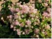 Ceanothus pallidus `Marie Simon` - Rosa S�ckelblume