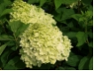 Hydrangea paniculata 'Limelight' (R) - Rispenhortensie