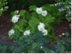 Hydrangea quercifolia - Eichenblatt- Hortensie
