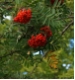 Sorbus aucuparia - Eberesche