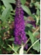 Buddleja davidii 'African Queen' - Sommerflieder purpurviolett