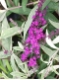 Buddleja davidii 'Harlequin' - Buntlaubiger Sommerflieder
