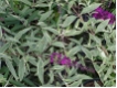 Buddleja davidii 'Harlequin'