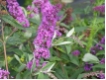 Buddleja davidii 'Border Beauty'