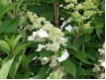 Hydrangea paniculata 'Kyushu' - Wei�e Rispenhortensie