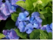 Hydrangea macrophylla 'Blaumeise' - Bauernhortensie Blaumeise ( Teller blau)
