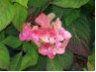 Hydrangea serrata 'Preziosa' - Tellerhortensie  'Preziosa' rosarot