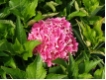Hydrangea macrophylla ' Tovelit' - Bauernhortensie 'Tovelit' rosa