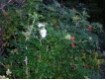 Rosa rugosa 'Alba' - Wei�e Apfelrose