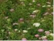 Spiraea  japonica 'Shirobana' - Bunte Zwergspire