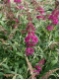 Buddleja davidii 'Summer Beauty' - Sommerflieder purpurviolett