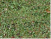 Cotoneaster dammeri 'Streib's Findling' - Kleinbl�ttrige Zwergmispel