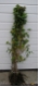 Acer campestre
