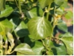Hedera helix 'Arborescens' - Strauchefeu